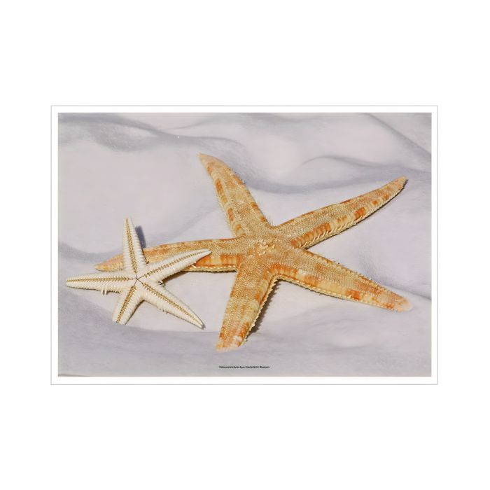 Podk\u0142adki\u0020papierowe\u0020Starfish\u0020wz\u00F3r\u0020morski\u002031\u0020x\u002043\u0020cm\u0020format\u0020A3\u0020500\u0020sztuk\u0020\u002D\u0020zdj\u0119cie\u00201