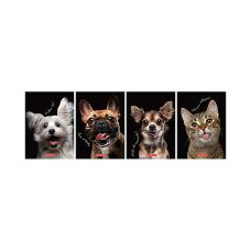 Brulion A6 80k Kratka Crazy Animal Herlitz